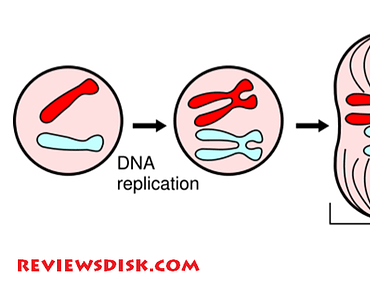 Cell Reproduction and Replication of DNA | Best article of 2022
