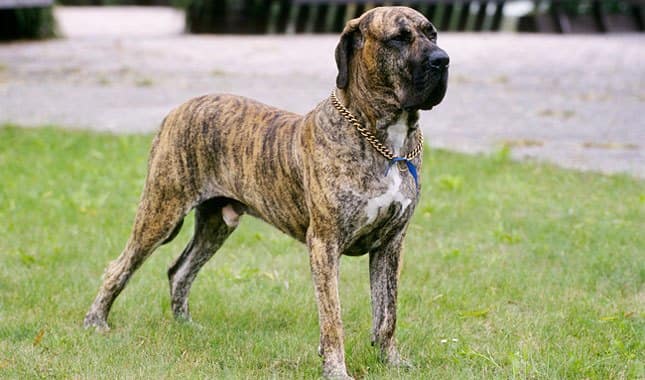 DANGEROUS DOGS IN THE WORLD