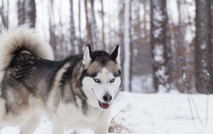 DANGEROUS DOGS IN THE WORLD